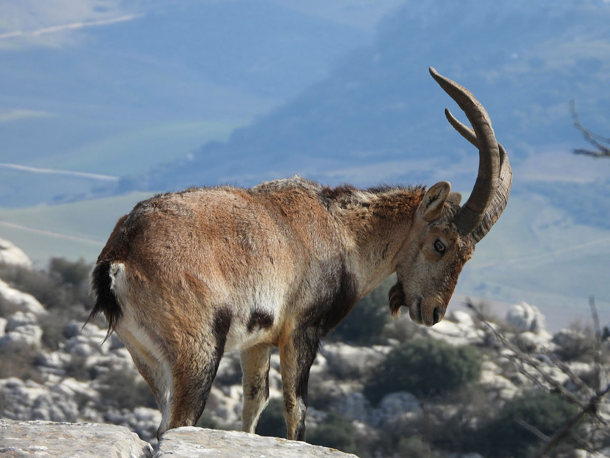 la sarna cabra montés