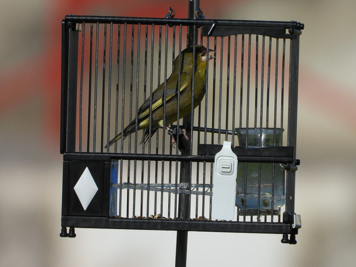 pájaros campeón