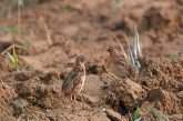 Coturnix Challenge cazadores