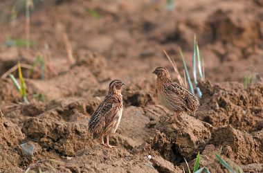 Coturnix Challenge cazadores