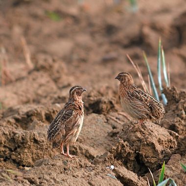 Coturnix Challenge cazadores