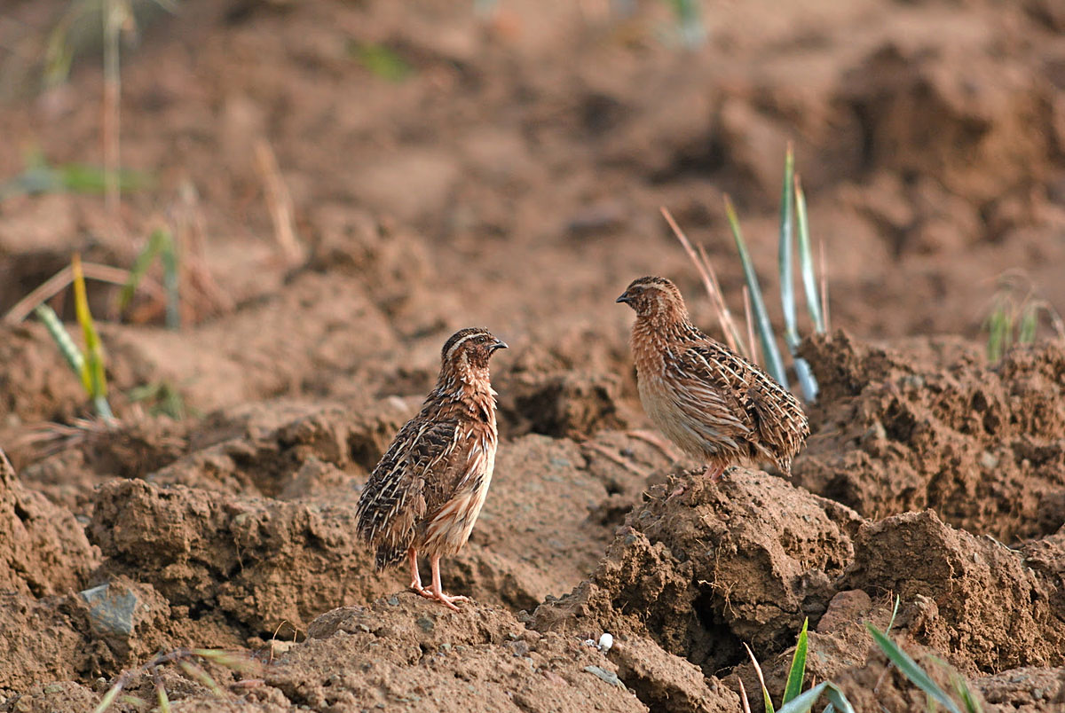 Coturnix Challenge cazadores