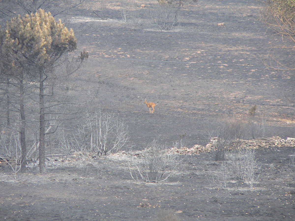 FUEGO Escorial