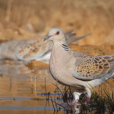 europea tórtola