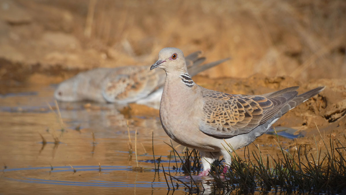 europea tórtola