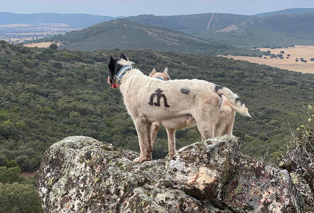 de la montería rehala