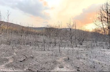 de los incendios Fundación Artemisan