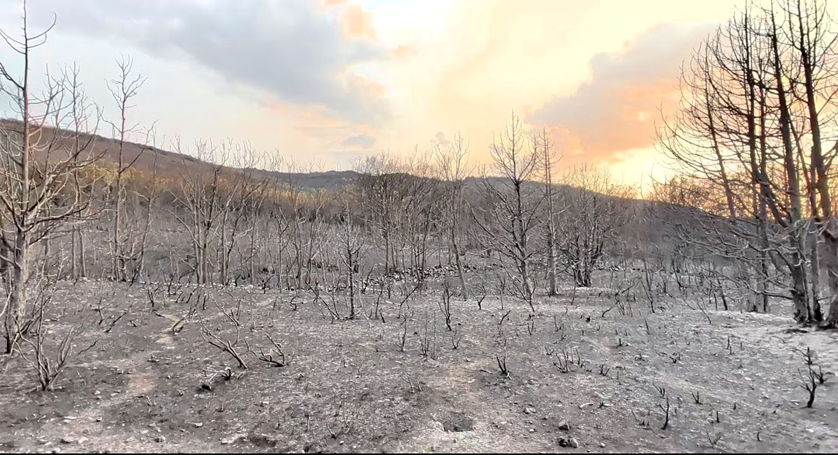 de los incendios Fundación Artemisan