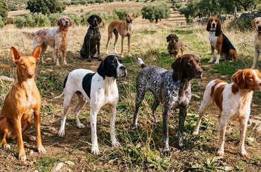 perros de caza prevenir