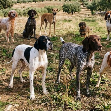 perros de caza prevenir