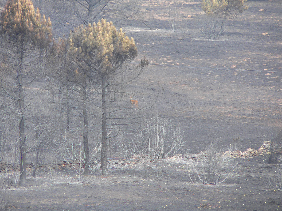 por los incendios Fundación Artemisan