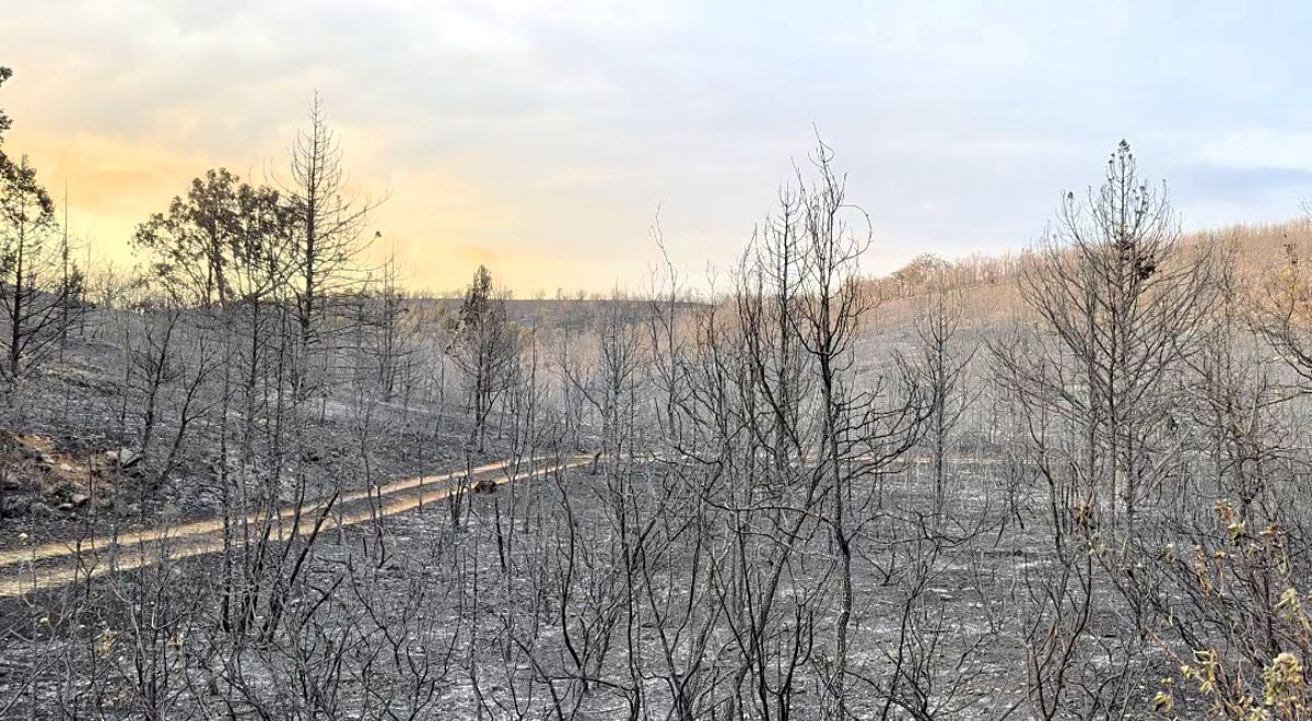 por los incendios Fundación Artemisan