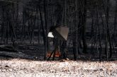 por los incendios Fundación Artemisan