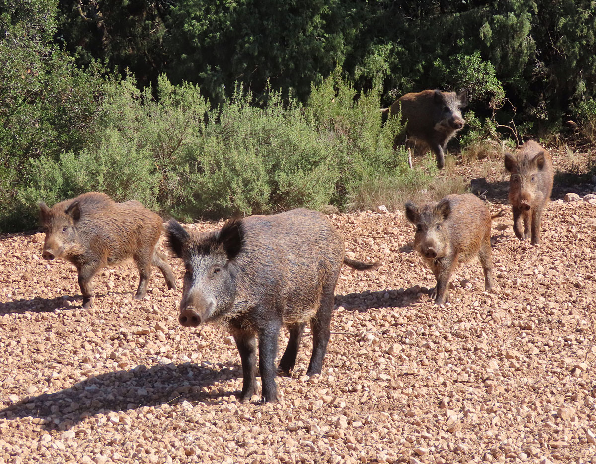 Jabalí en la carne