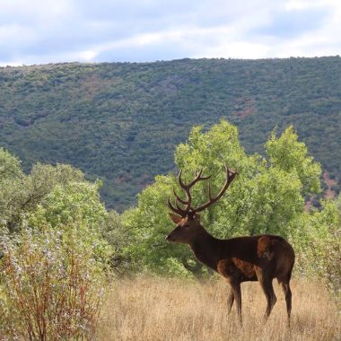 Sierra del Viso Gescaza