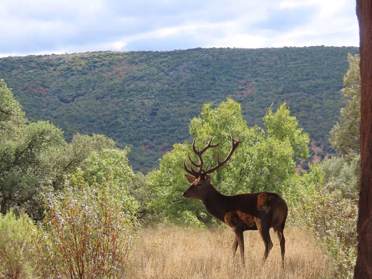 Sierra del Viso Gescaza