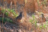 de codorniz Coturnix