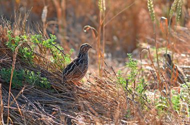 de codorniz Coturnix