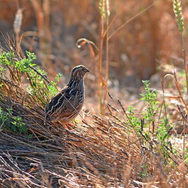 de codorniz Coturnix