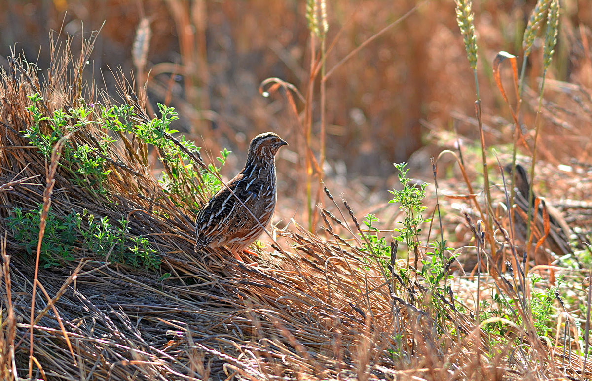 de codorniz Coturnix