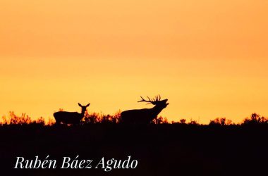 de la berrea venado