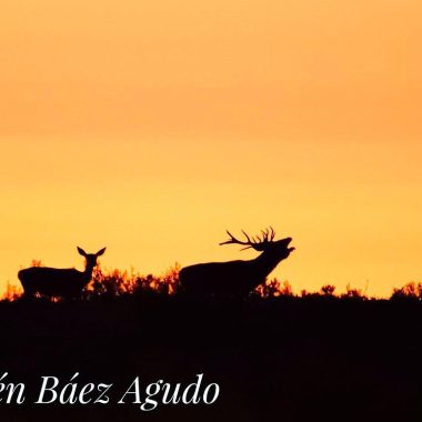 de la berrea venado