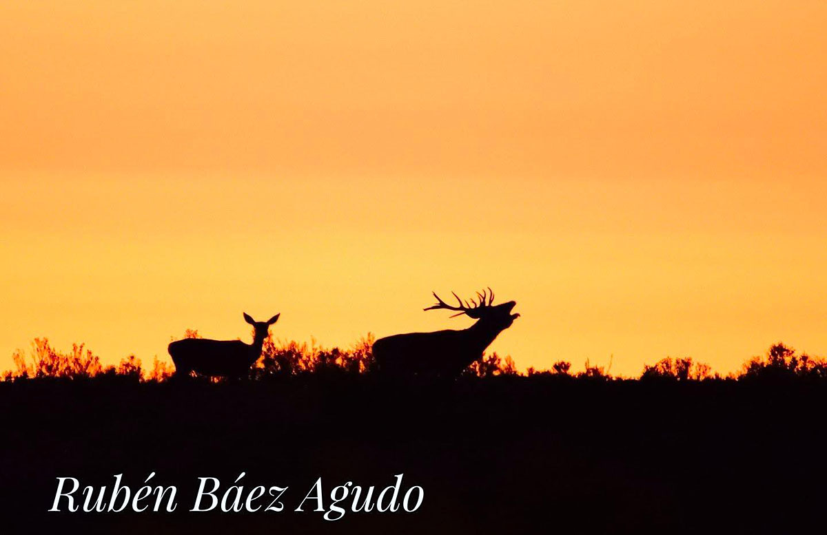de la berrea venado