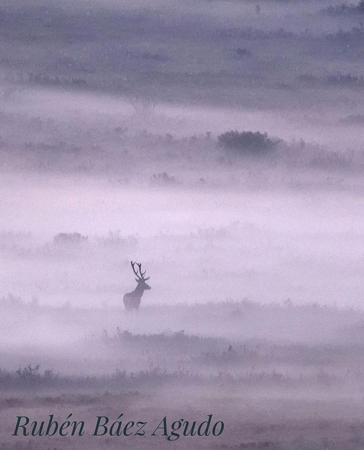 de la berrea venado