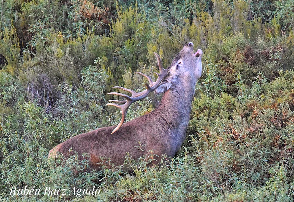 de la berrea venado