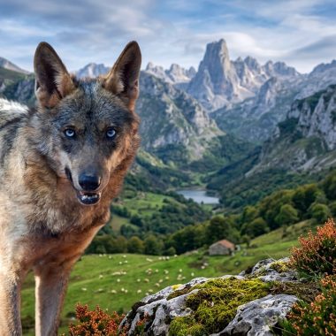 Artemisan se lobo