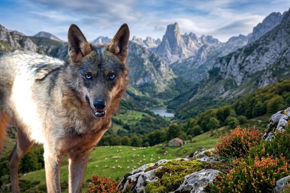 Artemisan se lobo