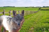Artemisan tumba la paralización cautelar del control del lobo