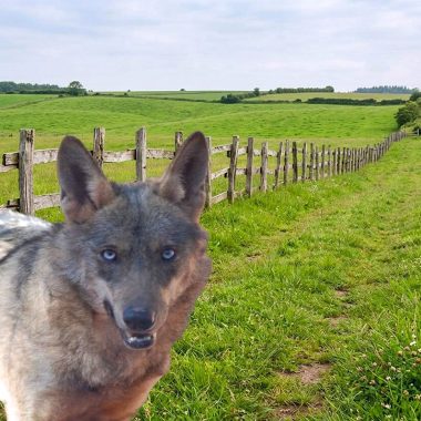 Artemisan tumba la paralización cautelar del control del lobo