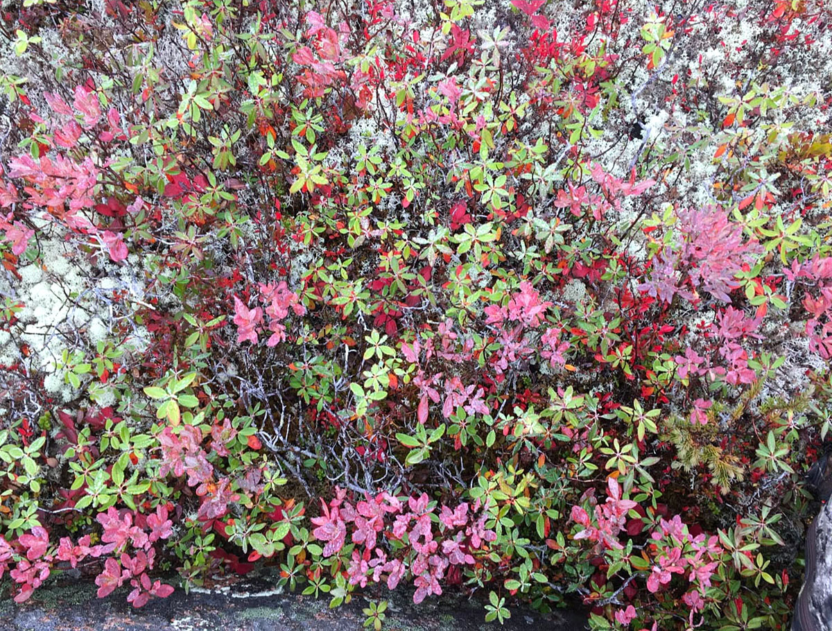 Otoño. Caza