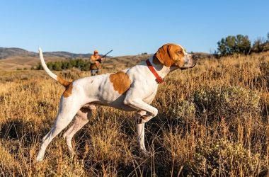Pointer de muestra