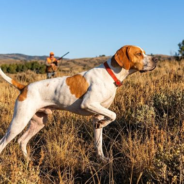 Pointer de muestra