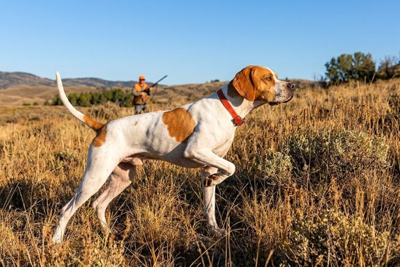 Pointer de muestra