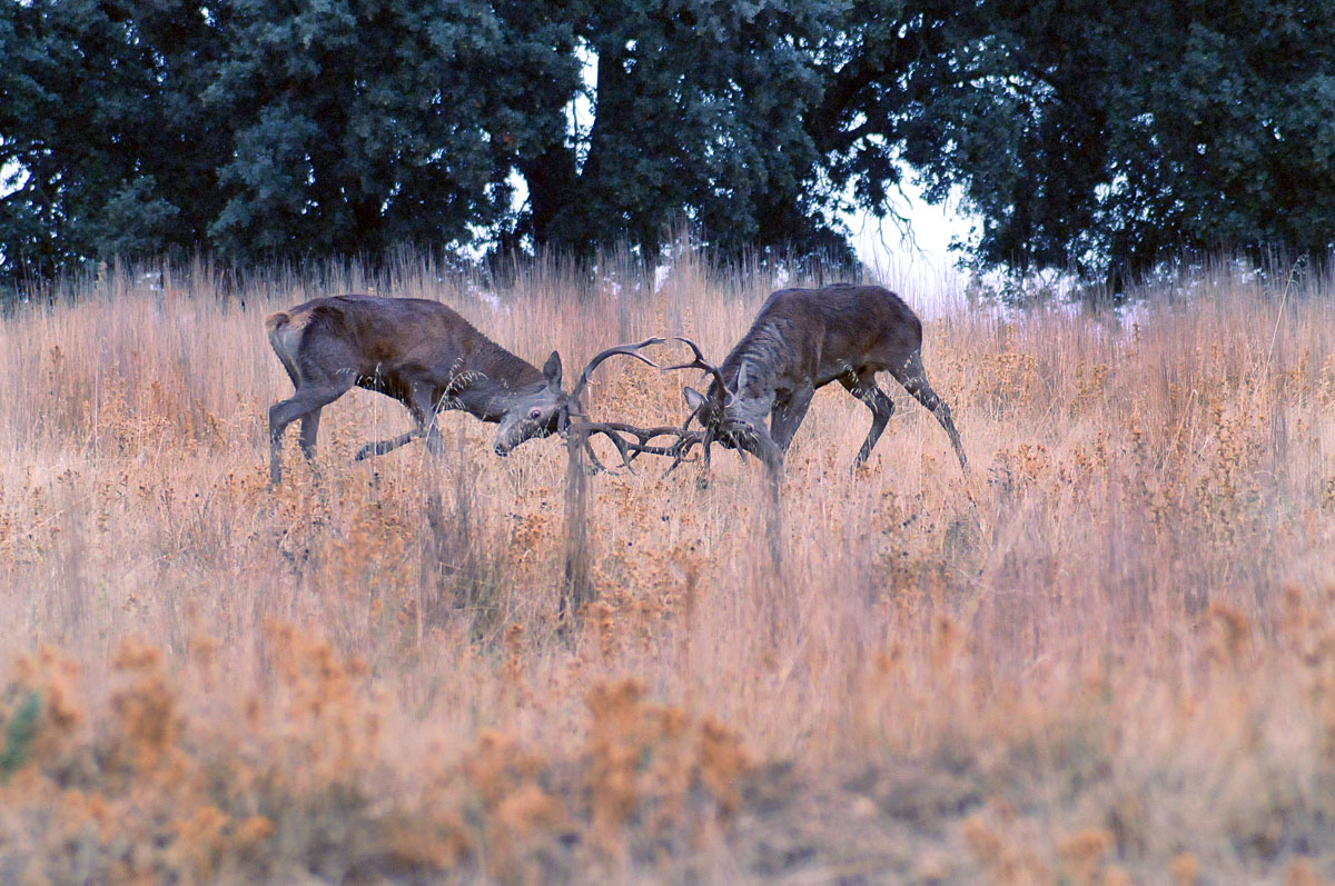 Viñuelas berrea