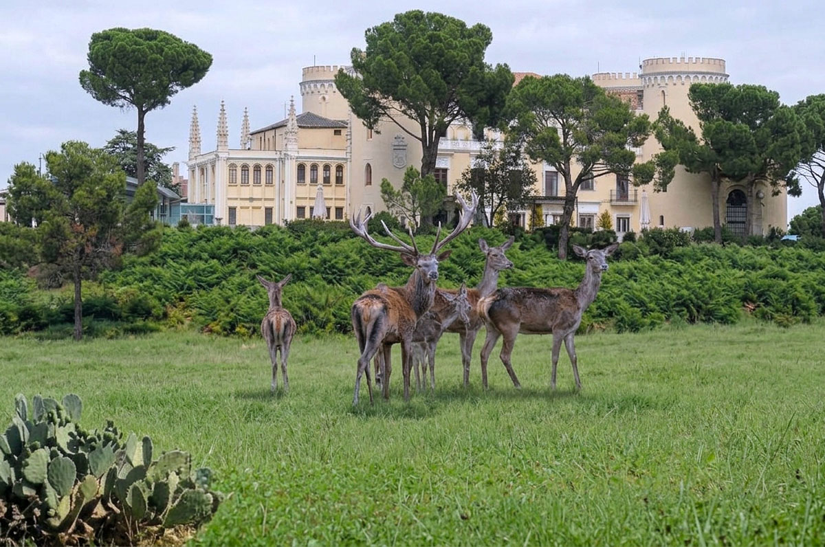 Viñuelas berrea