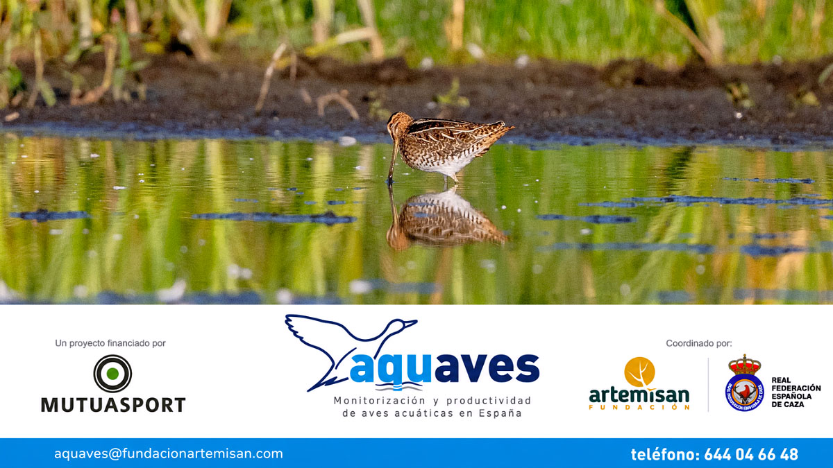 acuáticas cazadores