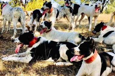 sin perros montería