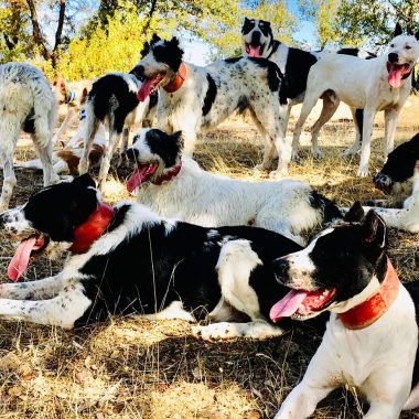 sin perros montería