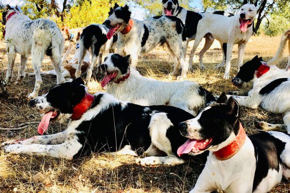 sin perros montería