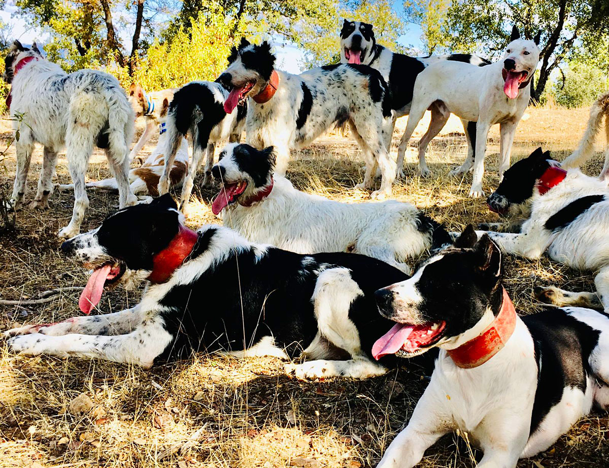 sin perros montería 
